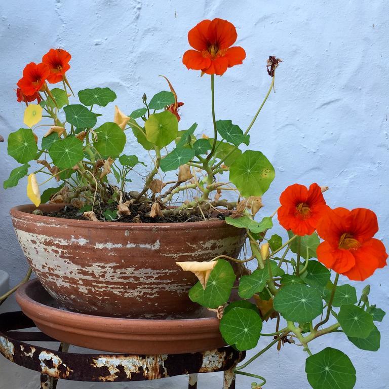 Rancho Del Ingles Bed & Breakfast Alhaurin de la Torre Luaran gambar